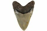 Heavy, Fossil Megalodon Tooth - Monster Meg Tooth #199690-2